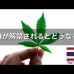 【日本はどうする？】大麻が解禁されると国はどうなるのか？【タイ#2】