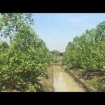 Floating kratom farm in North Thailand near Bangkok, seeing how they grow and how the day works.