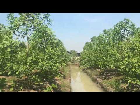 Floating kratom farm in North Thailand near Bangkok, seeing how they grow and how the day works.