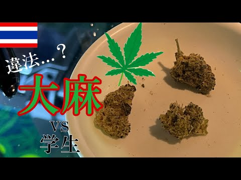 【合法？】大麻解禁された国、タイの大麻ショップに潜入する。国内線でチェンマイへ。