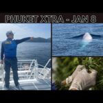 New bill targets recreational cannabis, Rare Albino Omura’s whale sightings off Phuket || Thai News