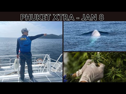 New bill targets recreational cannabis, Rare Albino Omura’s whale sightings off Phuket || Thai News