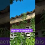 я продолжаю находить #thailand #canabis_sativa #pataya #блогер #2024 #canabis #blogger