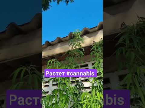 я продолжаю находить #thailand #canabis_sativa #pataya #блогер #2024 #canabis #blogger