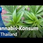 Cannabis-Konsum in Thailand: Ernüchterung nach Legalisierung