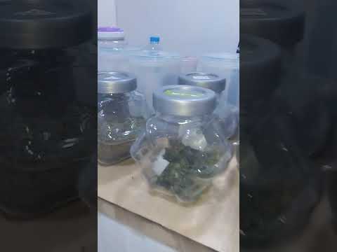 Random Cannabis Shops in Bangkok Thailand be like….District Lat Krabang #bangkok #thailand