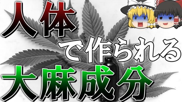 【ゆっくり解説】体内で大麻が作用する仕組み