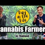 Cannabis Farmers in Thailand