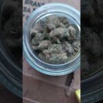 Choc0late ThAi “: sativa : cannabis review +” you can run away if you want t0…..”