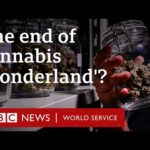 How Thailand’s lucrative cannabis industry is under threat – BBC World Service Documentaries