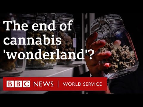 How Thailand’s lucrative cannabis industry is under threat – BBC World Service Documentaries