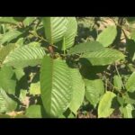 Kratom tour of the farm north east of Bangkok, Thailand