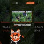 Thailand Kembali Larang Ganja Sebagai ‘Rekreasi’ #ganja #obatterlarang #narkoba #berita #kliksource