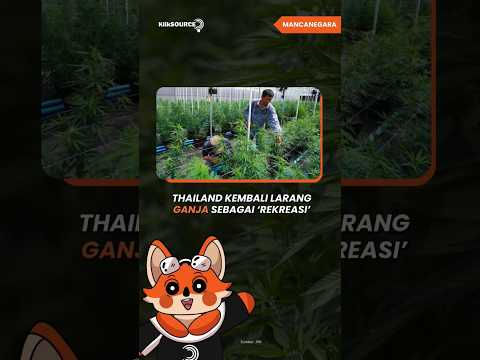 Thailand Kembali Larang Ganja Sebagai ‘Rekreasi’ #ganja #obatterlarang #narkoba #berita #kliksource