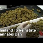 Thailand To Reinstate Ban on Recreational Cannabis Use | TaiwanPlus News