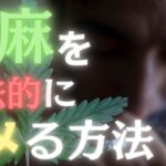 大麻を合法的にキメる方法 ‼️ 〜タイから学ぶ『マリファナ』という文化〜【見聞録 Vol.1】