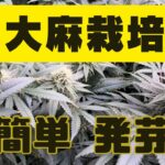 【超簡単】大麻栽培★発芽編★誰にでも出来る‼️簡単発芽方法〜田中流〜大麻農家【初回動画・自己紹介】