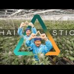 Exploring Thai Stick’s Green Future: A Holistic Journey Through Cannabis Cultivation