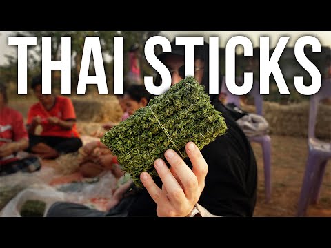 Hunting for Thai Sticks in Thailand