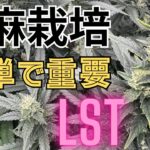 【超大事】大麻栽培★LST編★初心者でも出来る‼️強い茎を作る方法〜田中流〜大麻農家が詳しく解説！【第６回】