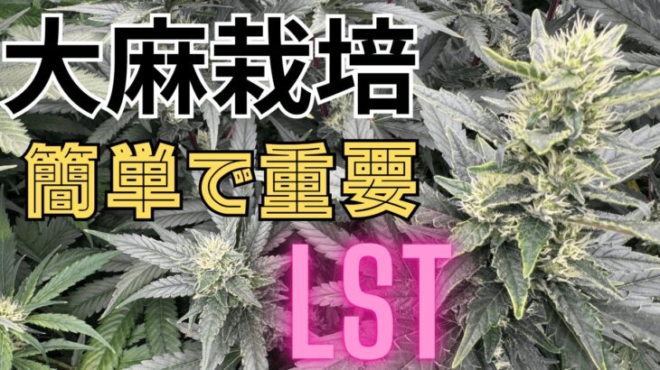 【超大事】大麻栽培★LST編★初心者でも出来る‼️強い茎を作る方法〜田中流〜大麻農家が詳しく解説！【第６回】