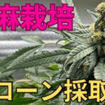 【神回】大麻栽培★クローン採取編★大人なら出来る‼️水耕栽培苗からクローン採取方法〜田中流〜大麻農家が詳しく解説！【第８回】