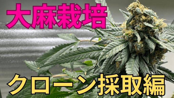 【神回】大麻栽培★クローン採取編★大人なら出来る‼️水耕栽培苗からクローン採取方法〜田中流〜大麻農家が詳しく解説！【第８回】