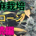 【極大事】大麻栽培★クローン管理編★中学生でも出来る‼️クローン管理方法〜田中流〜大麻農家が詳しく解説！【第９回】