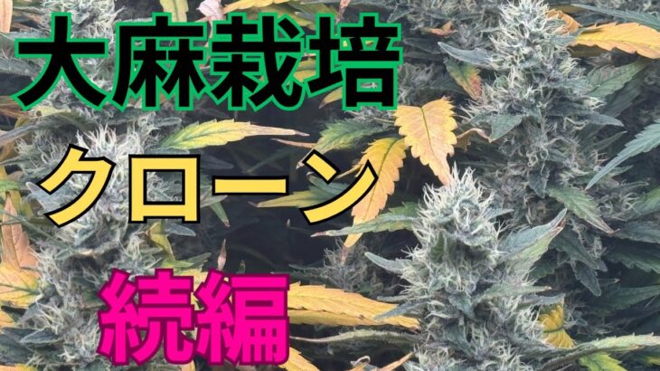 【極大事】大麻栽培★クローン管理編★中学生でも出来る‼️クローン管理方法〜田中流〜大麻農家が詳しく解説！【第９回】