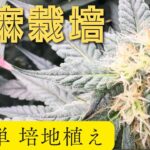 【簡単】大麻栽培★培地植え編★あなたにもでも出来る‼️発芽後植え替え方法〜田中流〜大麻農家がポイントを解説！【第２回】