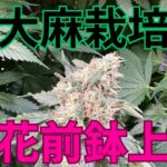 【最適】大麻栽培★開花前鉢上げ編★女性でも出来る‼️２回目の鉢上げ方法〜田中流〜大麻農家が詳しく解説！【第１０回】