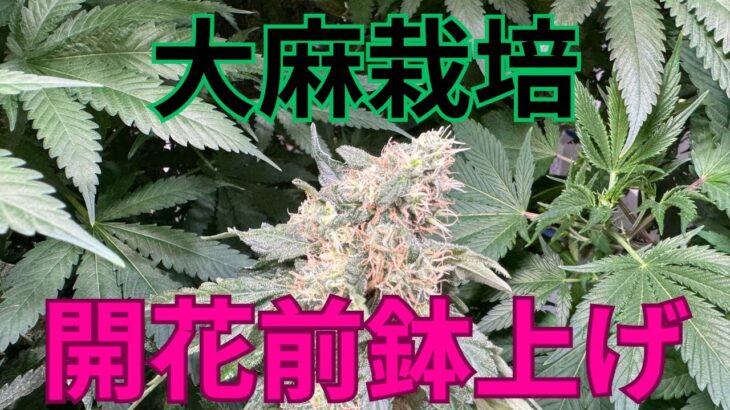 【最適】大麻栽培★開花前鉢上げ編★女性でも出来る‼️２回目の鉢上げ方法〜田中流〜大麻農家が詳しく解説！【第１０回】