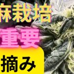 【最重要】大麻栽培★芽摘み編★小学生でも出来る‼️収穫量を増やす方法〜田中流〜大麻農家が詳しく解説！【第３回】