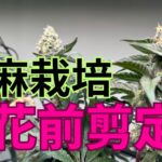 【超重要】大麻栽培★開花前剪定編★高校生でも出来る‼️開花前の剪定方法〜田中流〜大麻農家が詳しく解説！【第１１回】