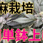 【確実】大麻栽培★鉢上げ編★主婦でも出来る‼️収穫量を爆発的に増やす方法〜田中流〜大麻農家が詳しく解説！【第４回】