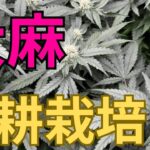 【超有益】大麻栽培★水耕栽培編★無知識でも出来る‼️収穫量３倍を目指す方法〜田中流〜大麻農家が詳しく解説！【第５回】