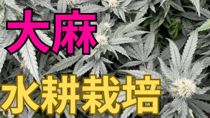 【超有益】大麻栽培★水耕栽培編★無知識でも出来る‼️収穫量３倍を目指す方法〜田中流〜大麻農家が詳しく解説！【第５回】