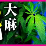 【若者の大麻乱用深刻化】検挙者7割が30歳未満　75年ぶりに“大麻取締法”が大幅改正へ　“治療のため”の大麻草使用・栽培はOKに　菊地弁護士が解説｜2023年11月2日放送〈カンテレNEWS〉