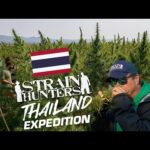 Strain Hunters: Thailand Expedition FULL DOCUMENTARY