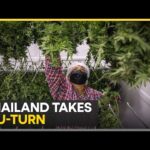 Thailand govt takes a U-turn on cannabis, to criminalise cannabis again | Latest News | WION