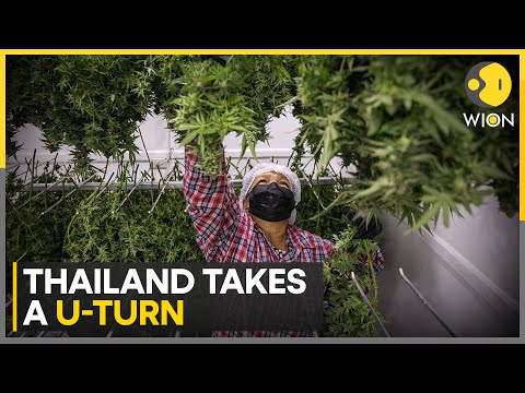 Thailand govt takes a U-turn on cannabis, to criminalise cannabis again | Latest News | WION