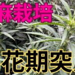 【当然】大麻栽培★開花期突入編★簡単に出来る‼️開花期の突入方法〜田中流〜大麻農家が詳しくポイント解説！【第１２回】