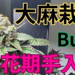 【的確】大麻栽培★開花期手入れ編★ハサミだけで出来る‼️開花期中の手入れ方法〜田中流〜大麻農家が詳しくポイント解説！【第１３回】