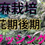 【激旨】大麻栽培★収穫前フラッシング編★水だけでも出来る‼️ケミカル・肥料抜きの方法〜田中流〜大麻農家が詳しくポイント解説！【第１４回】