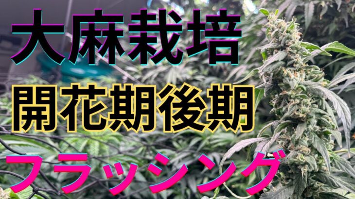 【激旨】大麻栽培★収穫前フラッシング編★水だけでも出来る‼️ケミカル・肥料抜きの方法〜田中流〜大麻農家が詳しくポイント解説！【第１４回】