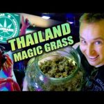 How much does LEGAL WEED cost in Thailand?