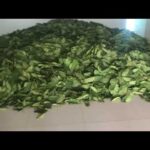 South Thailand Kratom leave harvest before bagging / drying process beginning