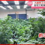 部屋を埋め尽くす340株の大麻草 自宅で栽培などした疑いで男女4人逮捕