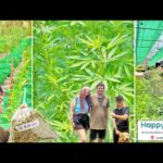 Happy Herb Cannabis Farm Tour – Beautiful Sun & Soil Grown Organic Thai Weed in Chiang Mai, Thailand