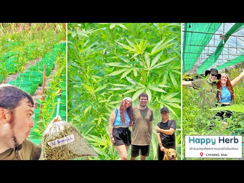 Happy Herb Cannabis Farm Tour – Beautiful Sun & Soil Grown Organic Thai Weed in Chiang Mai, Thailand